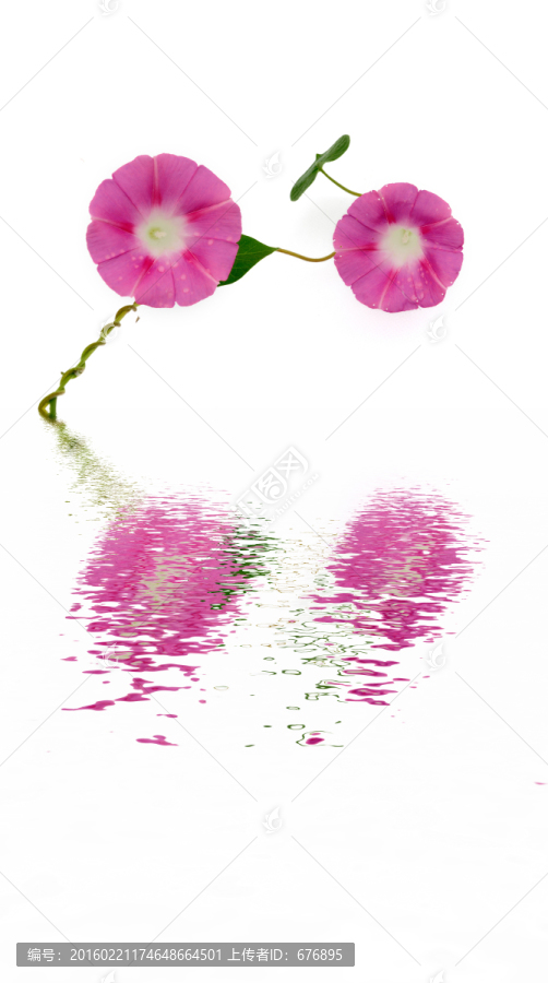 粉色喇叭花的靜怡之美