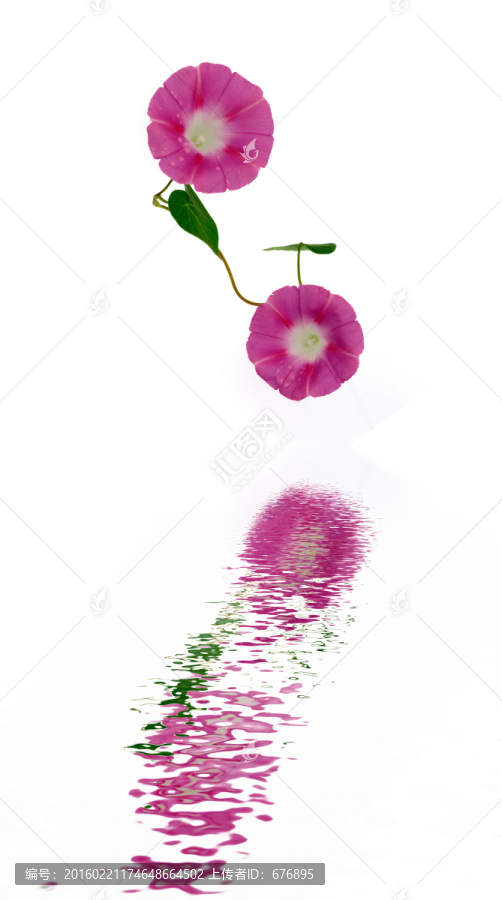 粉色喇叭花的靜怡之美