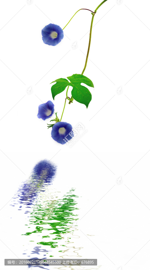 藍色喇叭花