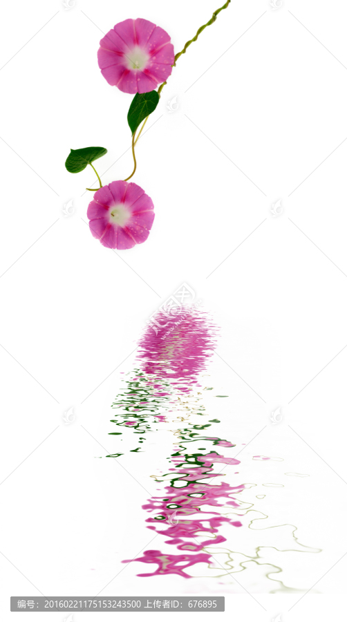 喇叭花倒影
