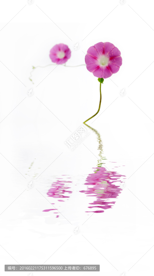 喇叭花倒影