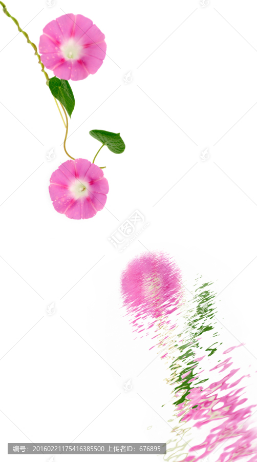 喇叭花