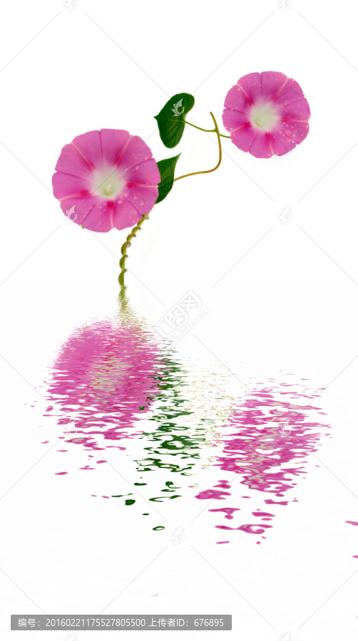 喇叭花創(chuàng)意