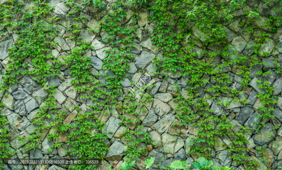 石墙,绿叶
