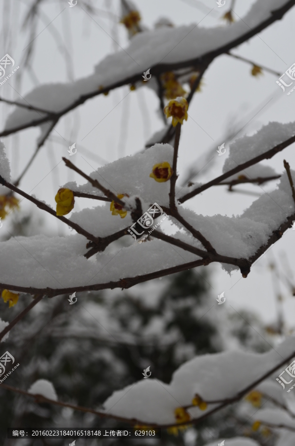 雪中腊梅开