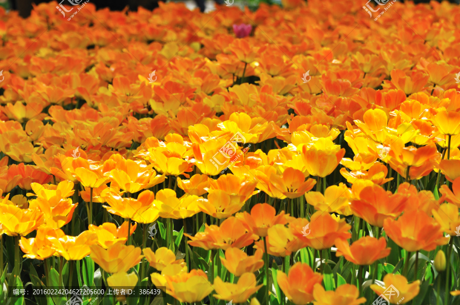 郁金香,荷兰国花