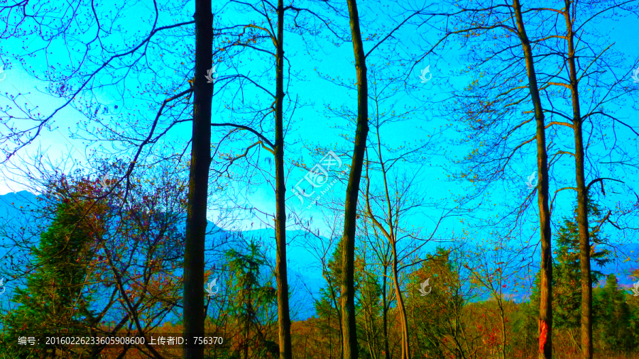 蓝天树枝,冬景