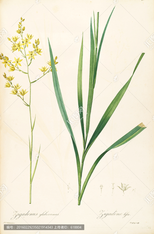簡(jiǎn)約手繪花卉硬筆畫(huà),畫(huà)廊專(zhuān)用