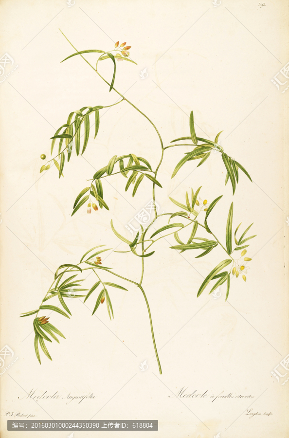 簡約手繪花卉硬筆畫,畫廊專用
