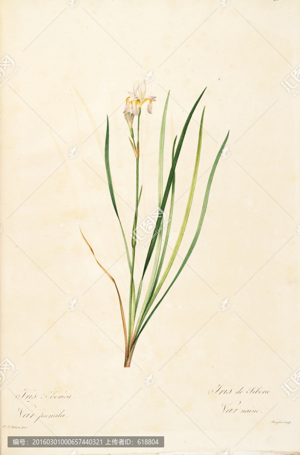 高清花卉素材,畫廊專用圖