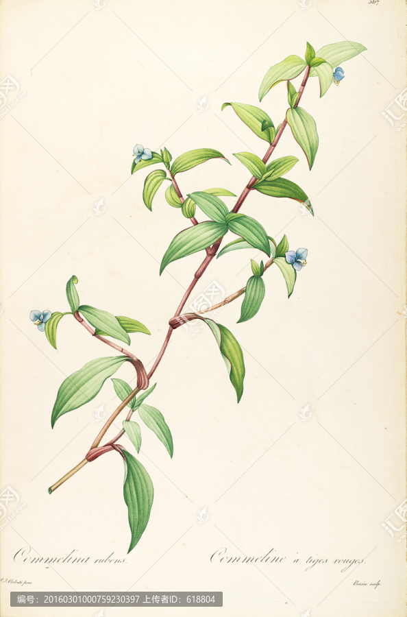 高清花卉素材,畫(huà)廊專(zhuān)用圖
