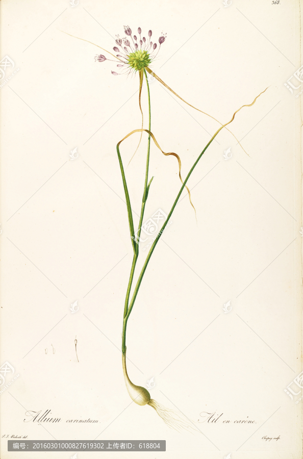 高清花卉素材,畫廊專用圖