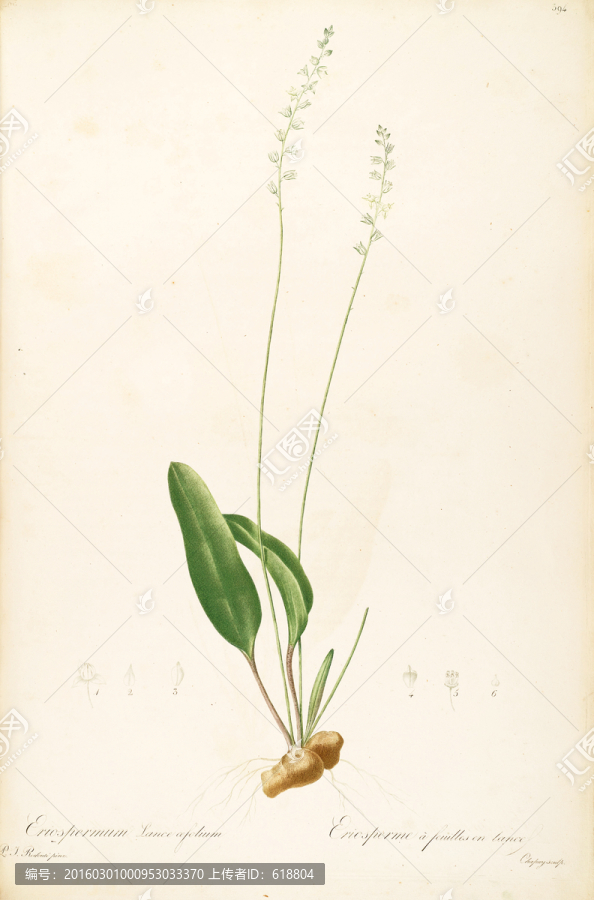 高清歐式花卉,畫廊專稿