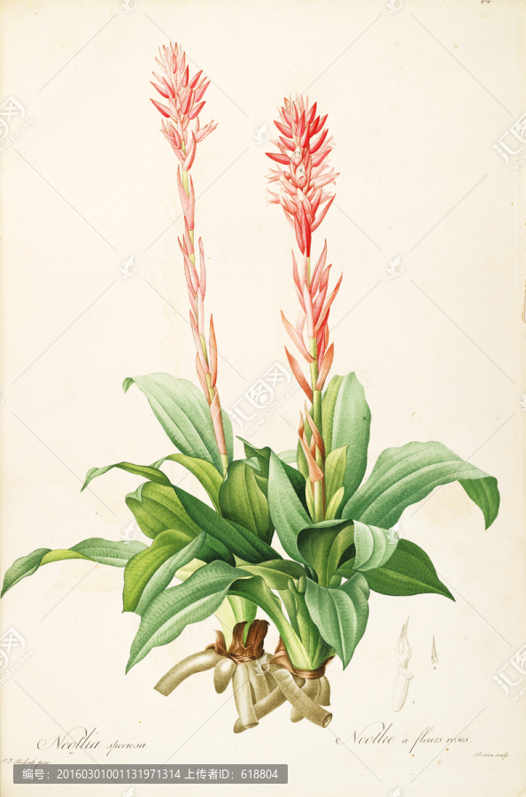 高清歐式花卉,畫(huà)廊專稿