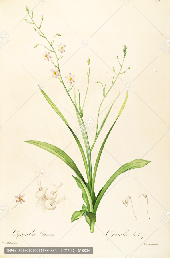 高清歐式花卉,畫廊專稿