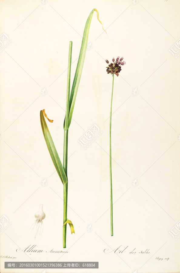 高清歐式花卉,畫廊專稿