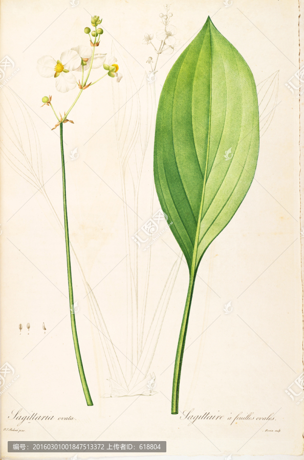 高清手繪花卉,畫(huà)廊專(zhuān)用圖片
