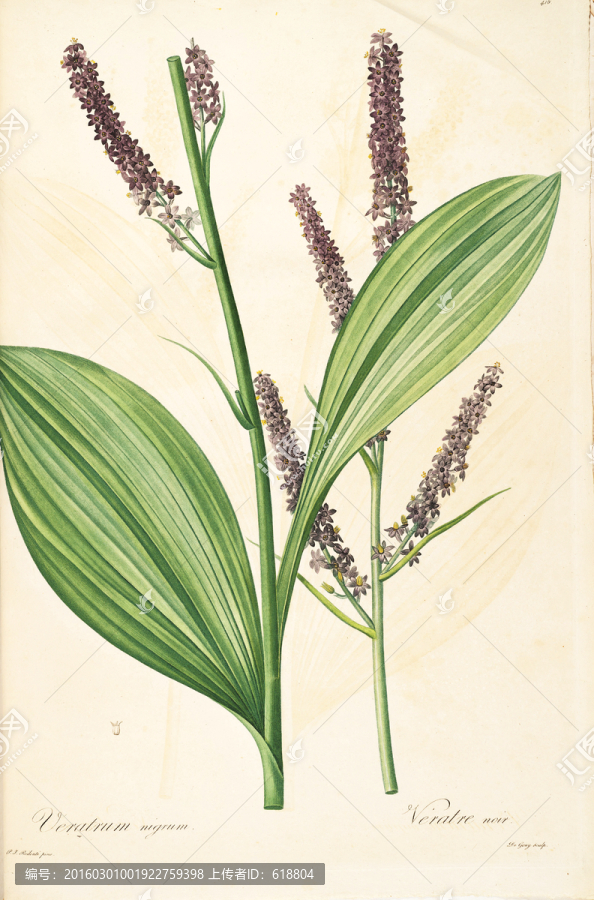 高清手繪花卉,畫(huà)廊專用圖片