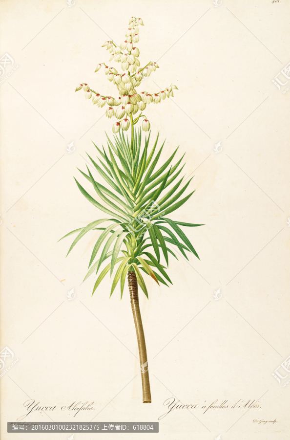 高清手繪花卉,畫(huà)廊專(zhuān)用圖片