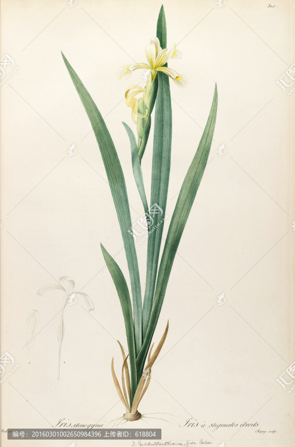 高清歐式花卉,畫(huà)廊專稿
