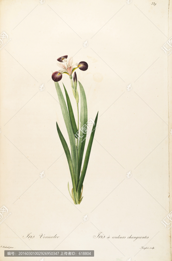 高清歐式花卉,畫廊專稿