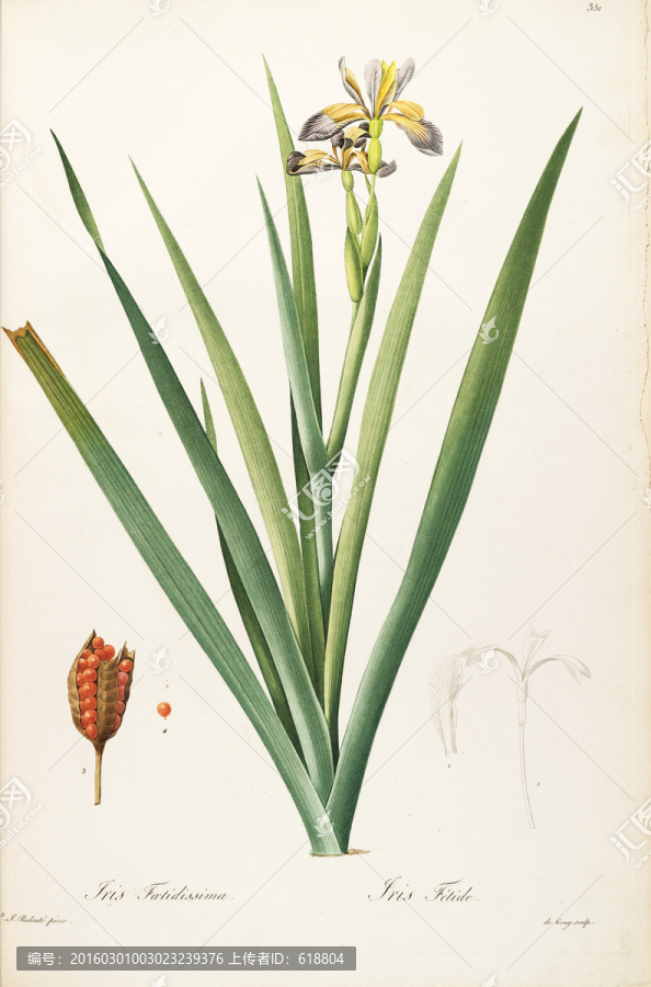 簡(jiǎn)約手繪花卉硬筆畫(huà),畫(huà)廊專(zhuān)用