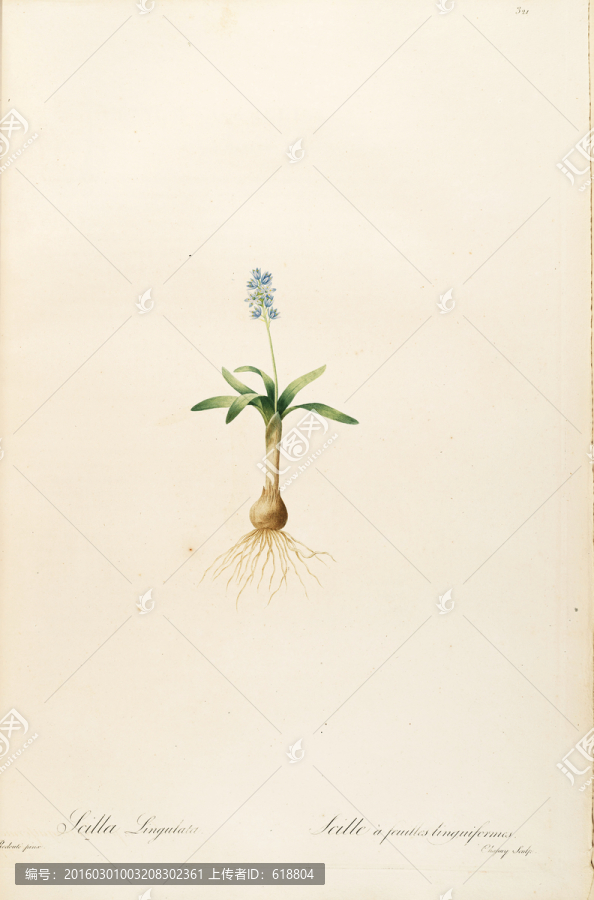 簡(jiǎn)約手繪花卉硬筆畫,畫廊專用