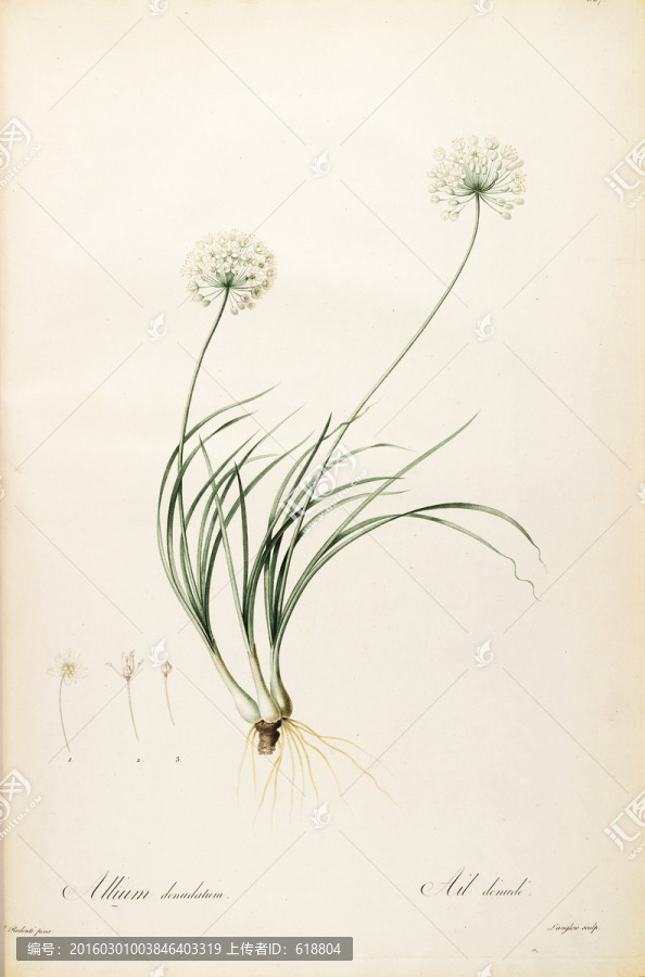 歐式淡雅手繪花草,畫廊品質