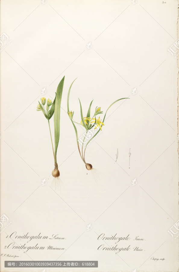 歐式淡雅手繪花草,畫廊品質(zhì)