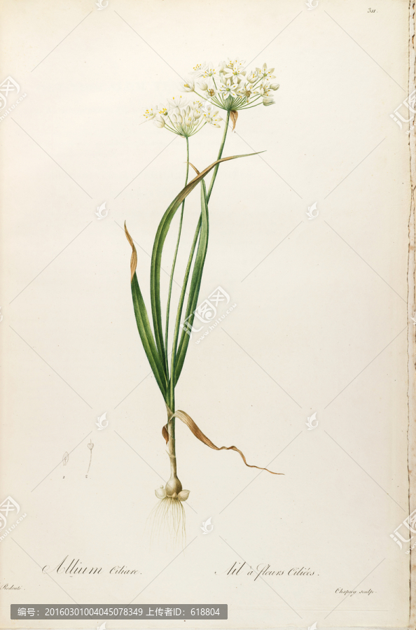 歐式淡雅手繪花草,畫廊品質(zhì)