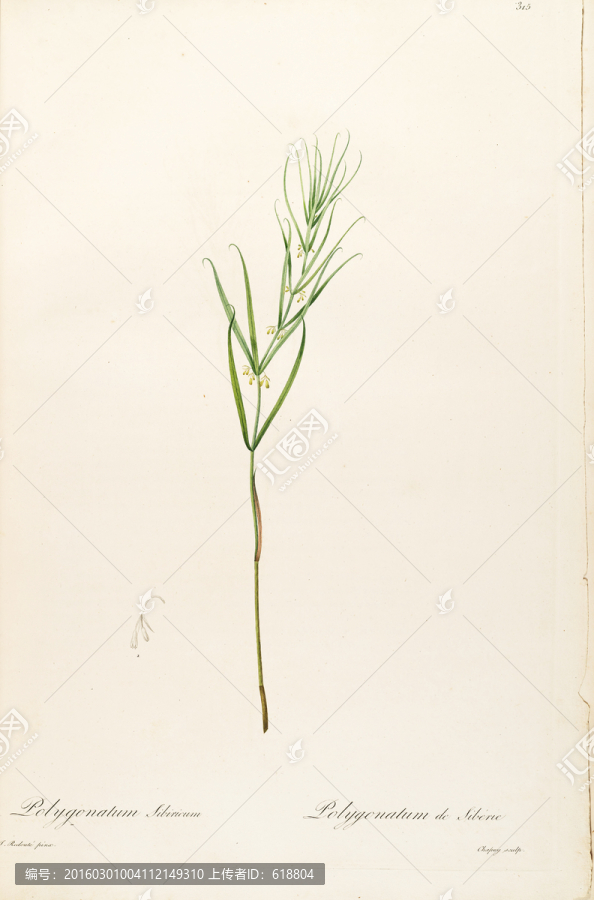 歐式淡雅手繪花草,畫廊品質