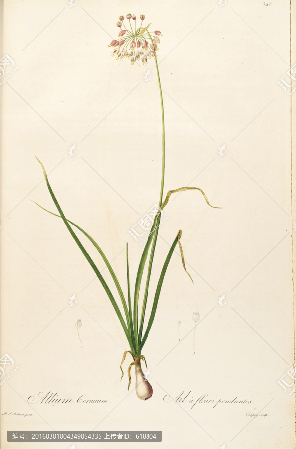 歐式淡雅手繪花草,畫廊品質(zhì)