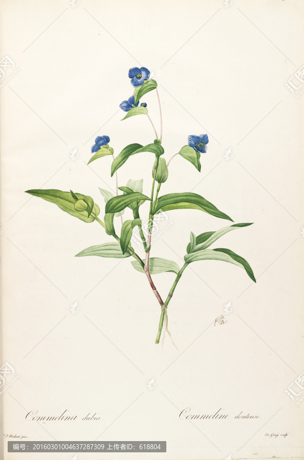 歐式淡雅手繪花草,畫廊品質(zhì)