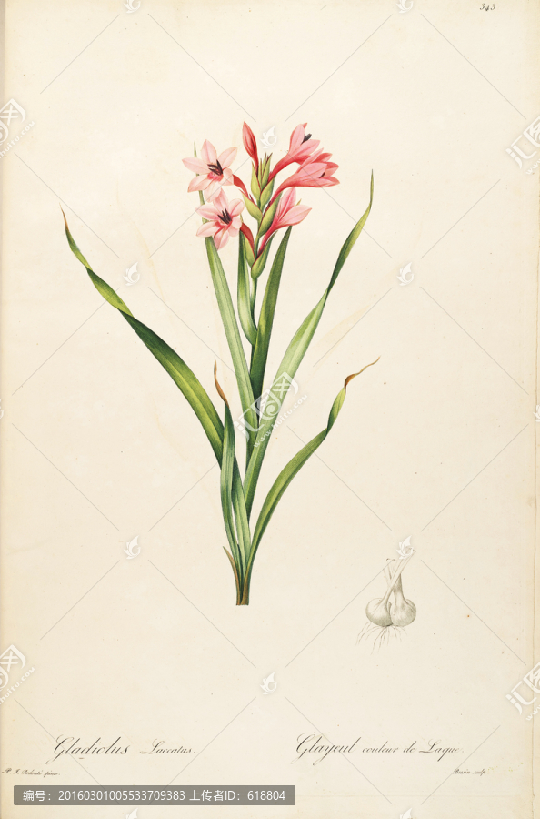 歐式淡雅手繪花草,畫廊品質(zhì)