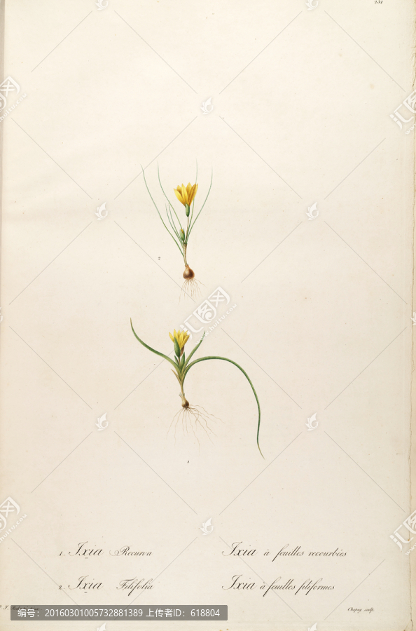 歐式古典花卉油畫,畫廊品質(zhì)