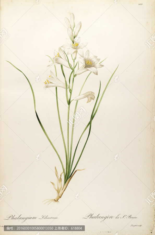素雅花卉裝飾畫(huà),畫(huà)廊品質(zhì)