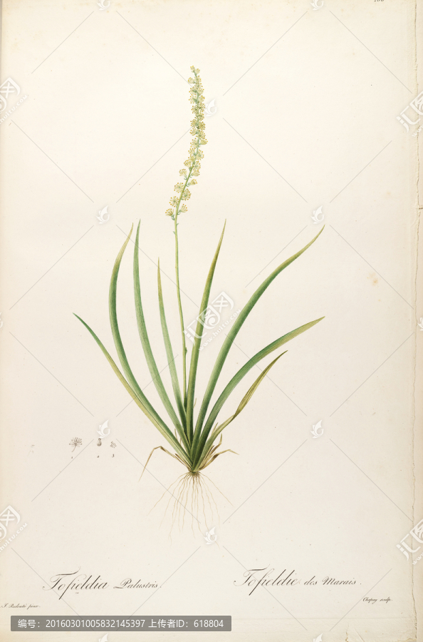 素雅花卉裝飾畫,畫廊品質(zhì)