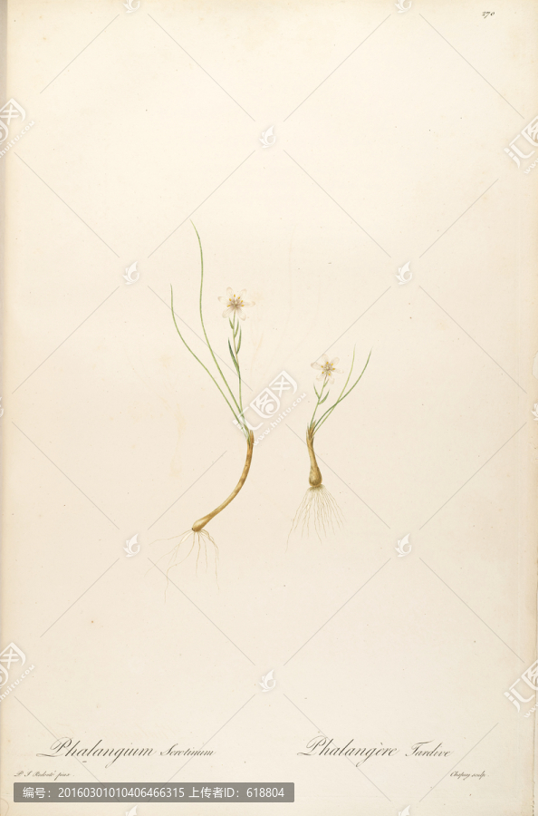 素雅花卉裝飾畫,畫廊品質(zhì)