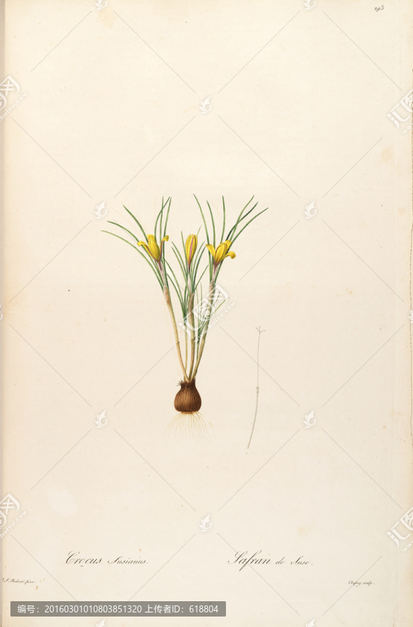 素雅花卉裝飾畫(huà),畫(huà)廊品質(zhì)