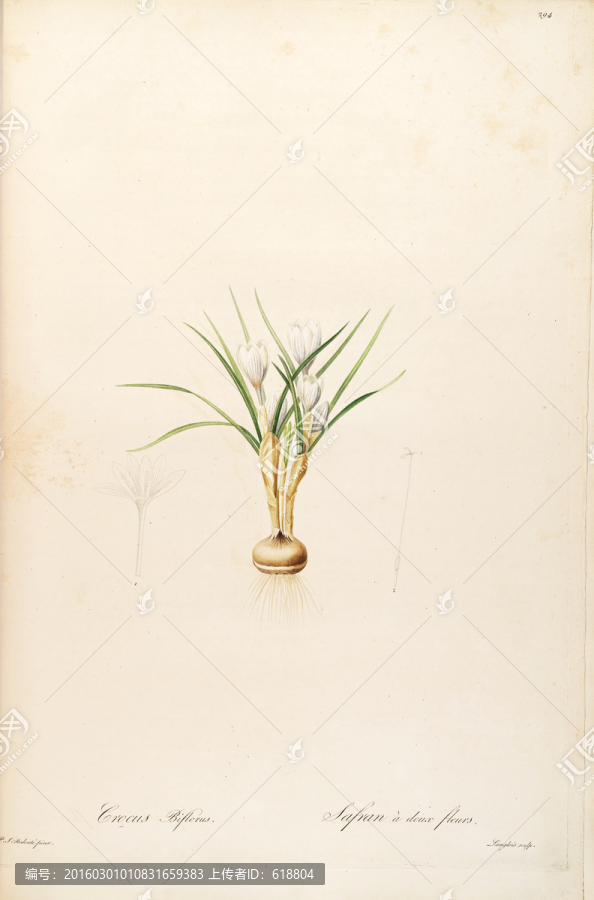花卉板畫,畫廊專用畫片