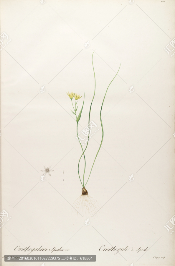 花卉板畫,畫廊專用畫片