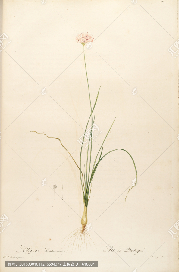 花卉板畫,畫廊專用畫片