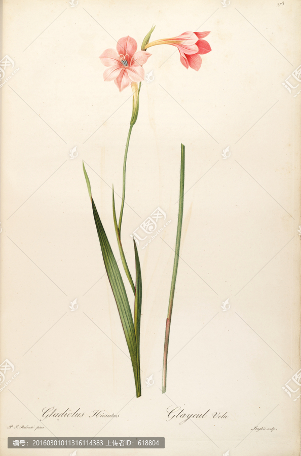 花卉版畫,畫廊專用畫片