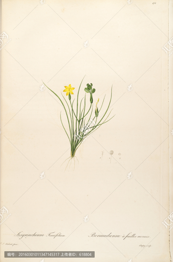 花卉版畫(huà),畫(huà)廊專用畫(huà)片