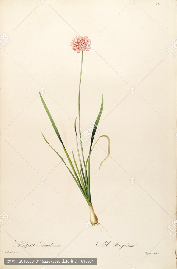 花卉版畫,畫廊專用畫片