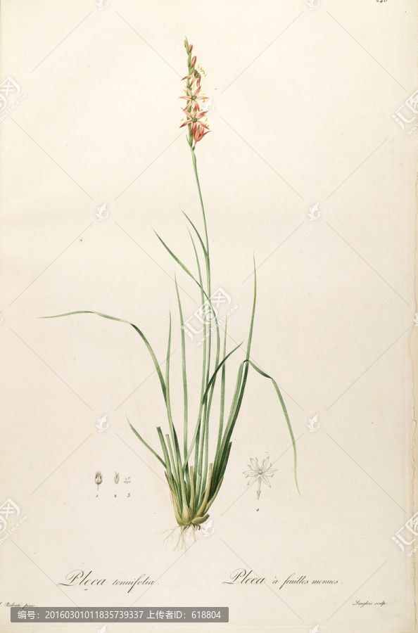 高清花草圖案,畫廊專用圖片