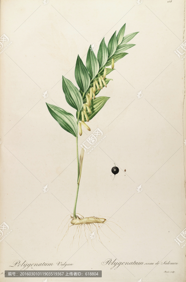 高清花草圖案,畫廊專用圖片