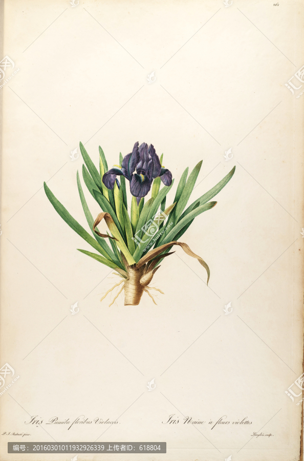 高清花草圖案,畫廊專用圖片