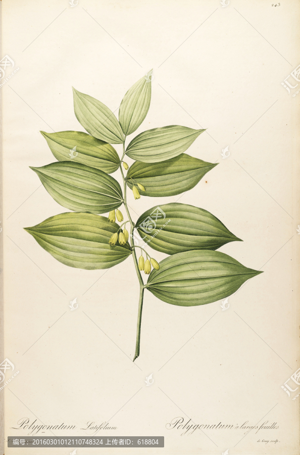 高清花草圖案,畫廊專用圖片