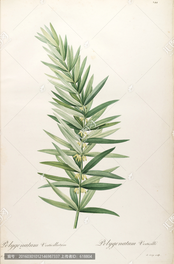 高清花草圖案,畫廊專用圖片